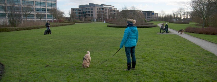 Social Walk Hondenschoolfeedback - snuffelen