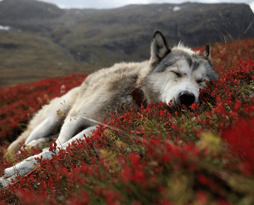 slaapende hond en voldoende rust