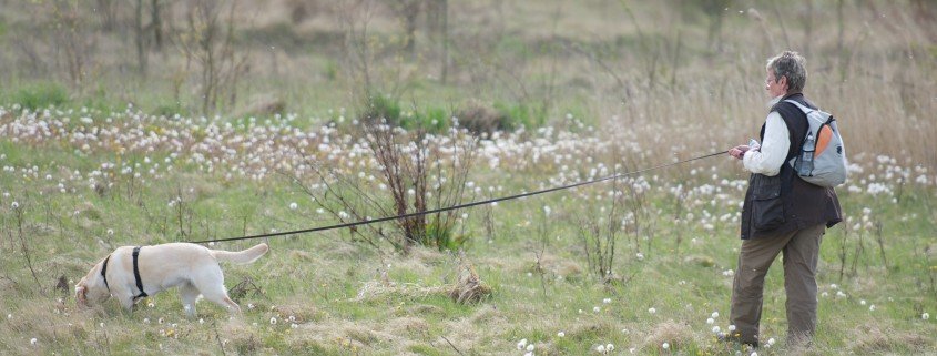 Kalmerend signaal snuffelen tijdens wandeling hond