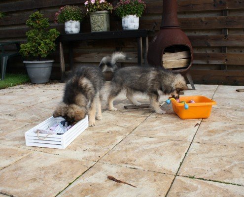 speeltjes zoeken mentale stimulatie honden