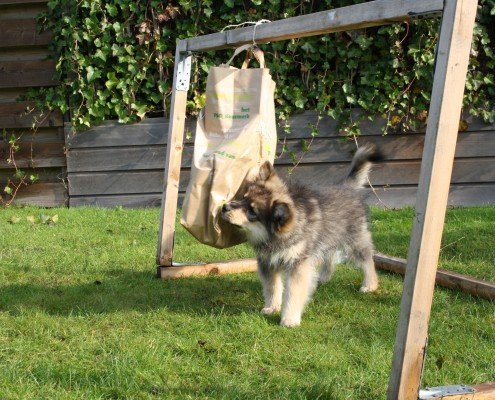 mentale stimulatie honden snuffelspelletje