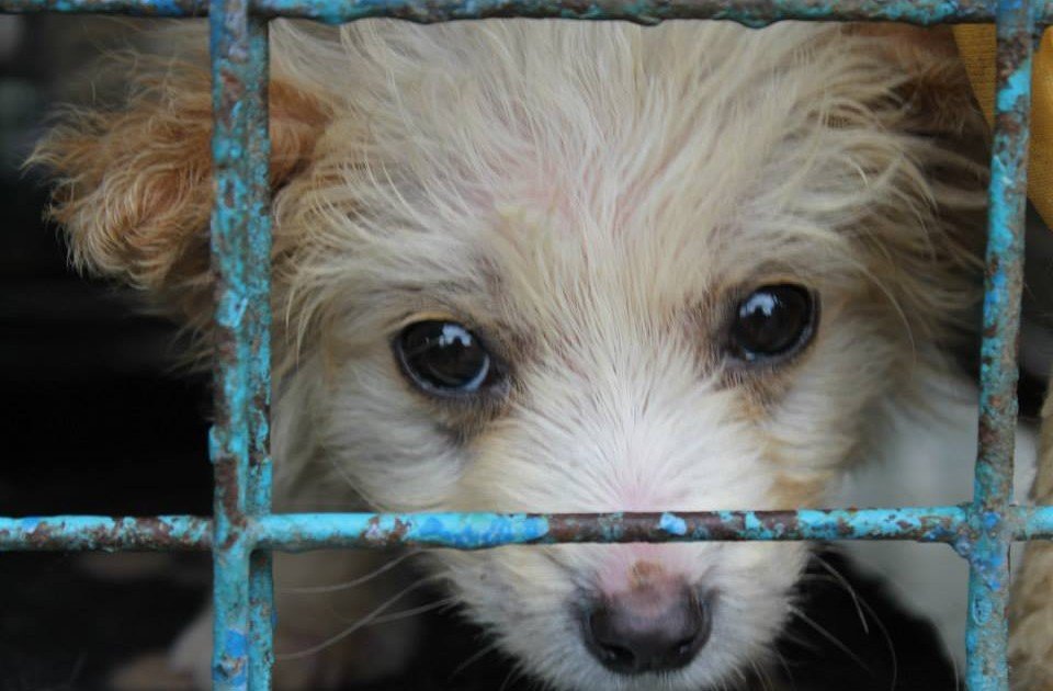 illegale puppyhandel - uitzending ZEMBLA