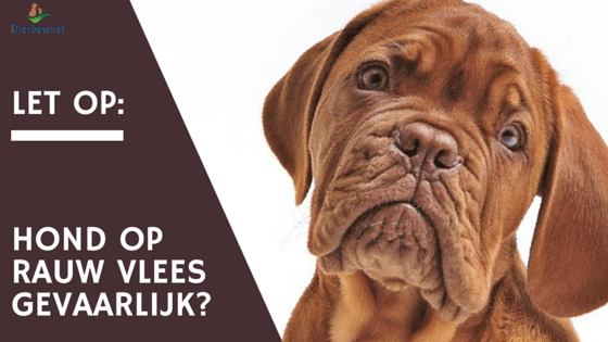 rauw vlees voor honden gevaarlijk