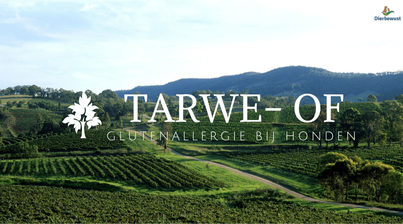 tarwe- of glutenallergie bij honden