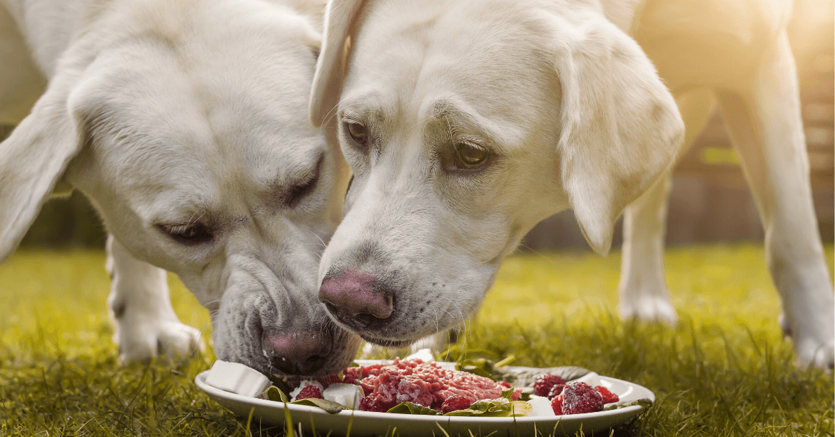 Probiotica voor Honden: Verbeter de Gezondheid van Je Hond Probiotica voor Honden: Verbeter de Gezondheid van Je Hond
