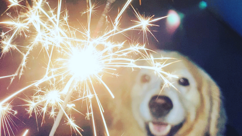 Vuurwerkangst bij honden | Tips tegen de stress - Happy Dog Academy