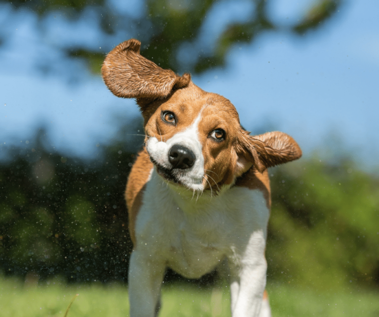 https://happydogacademy.nl/wp-content/uploads/2023/05/waarom-honden-zich-uitschudden-en-wat-dit-met-stress-te-maken-heeft-768x644.png