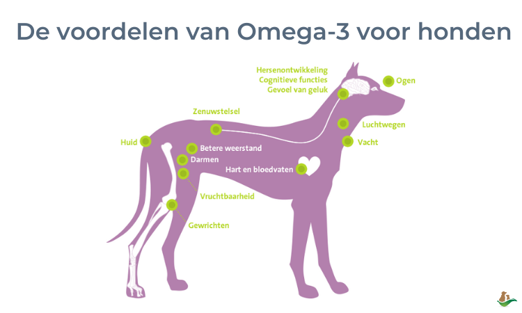 de voordelen van omega 3 voor honden