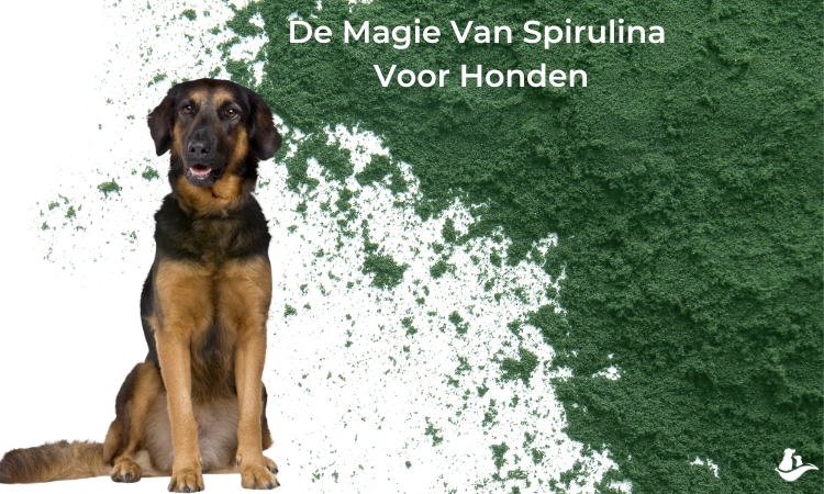 spirulina voor honden en de voordelen spirulina voor honden en de voordelen