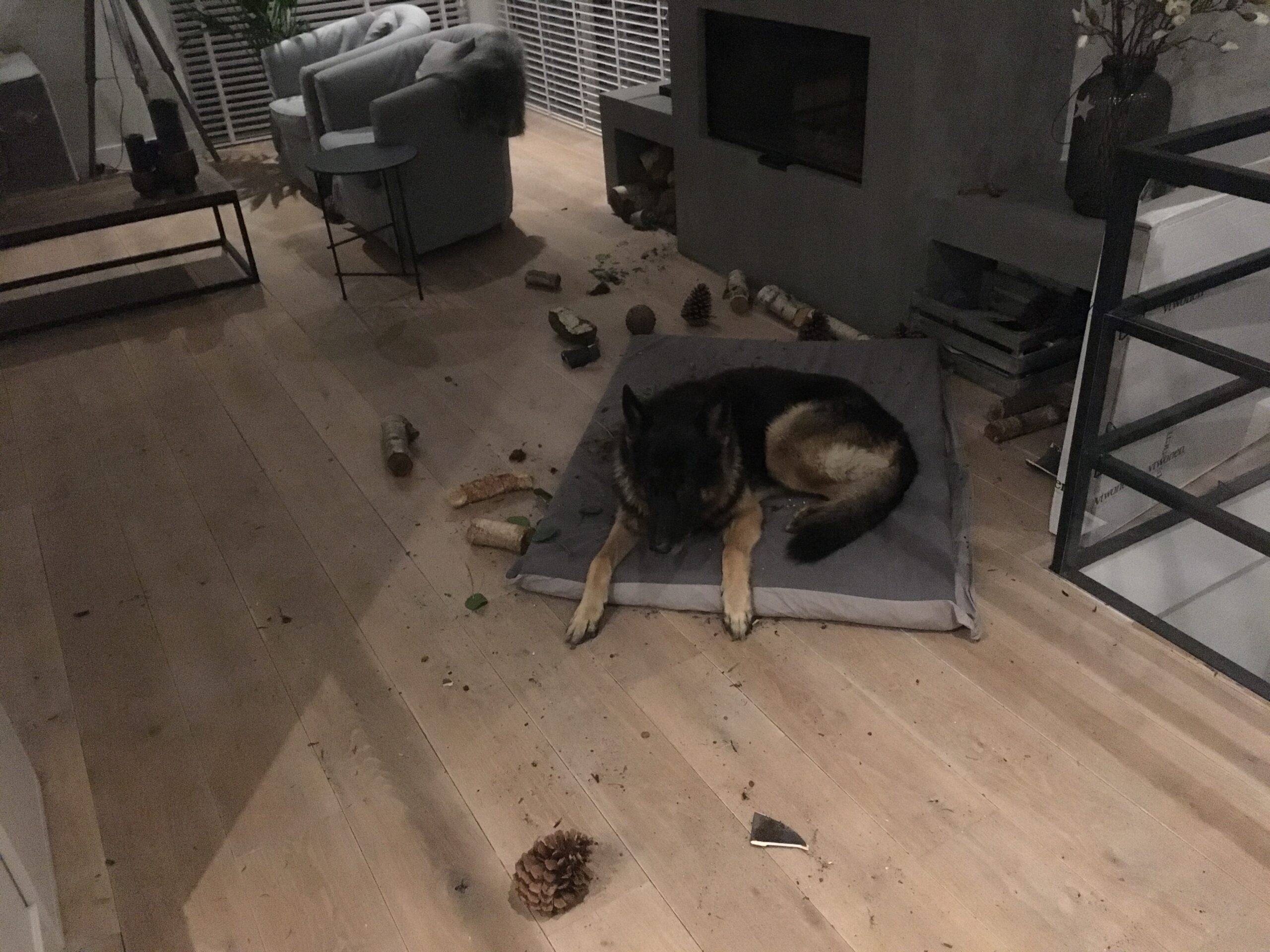 Sloopgedrag van je hond en wie krijgt de schuld Sloopgedrag van je hond en wie krijgt de schuld