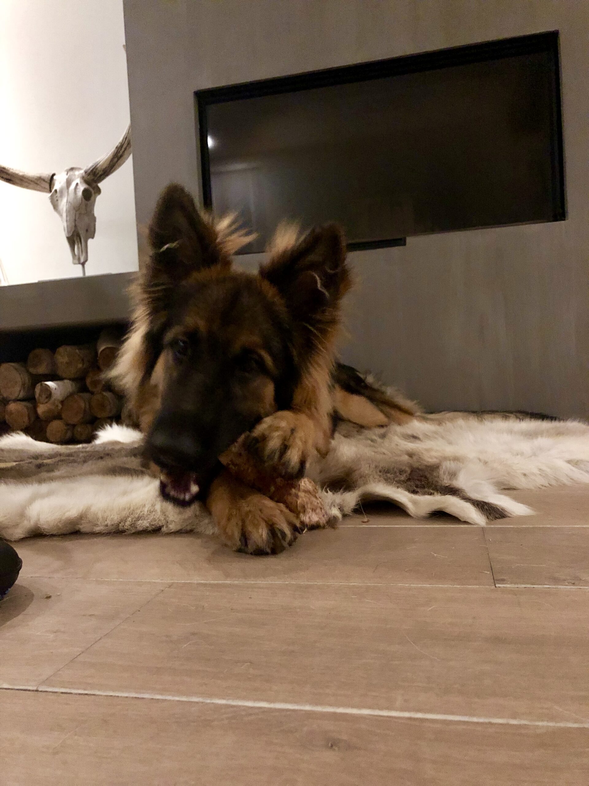 heeft jouw pup last van zijn gebit of van zijn tanden heeft jouw pup last van zijn gebit of van zijn tanden