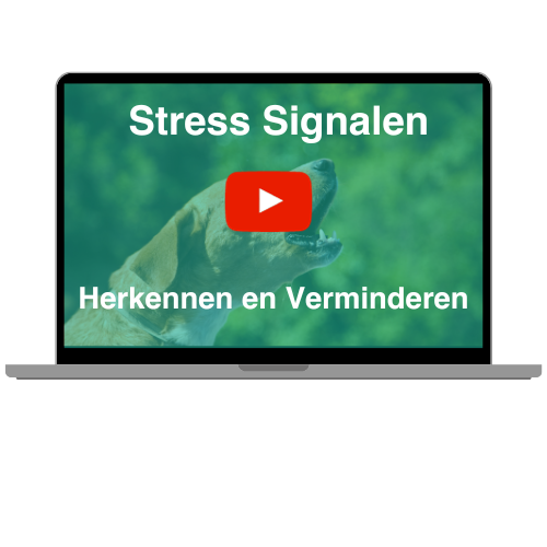 Stress signalen herkennen en verminderen