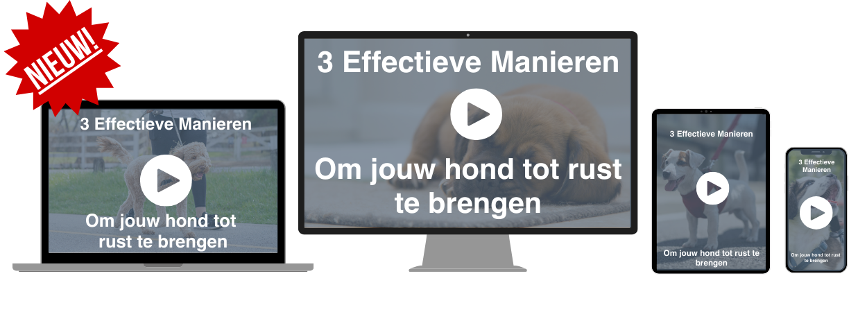 3 effectieve manieren om je hond tot rust te brengen