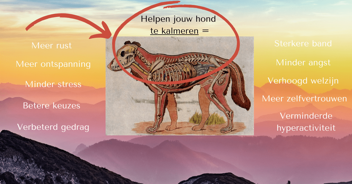 helpen je hond kalmeren = 10 voordelen-min